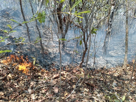 Atiende Coesfo incendio forestal en San Pedro Amuzgos